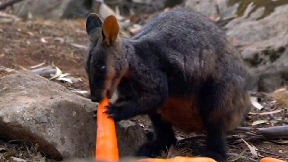 A wallaby eating a carrot