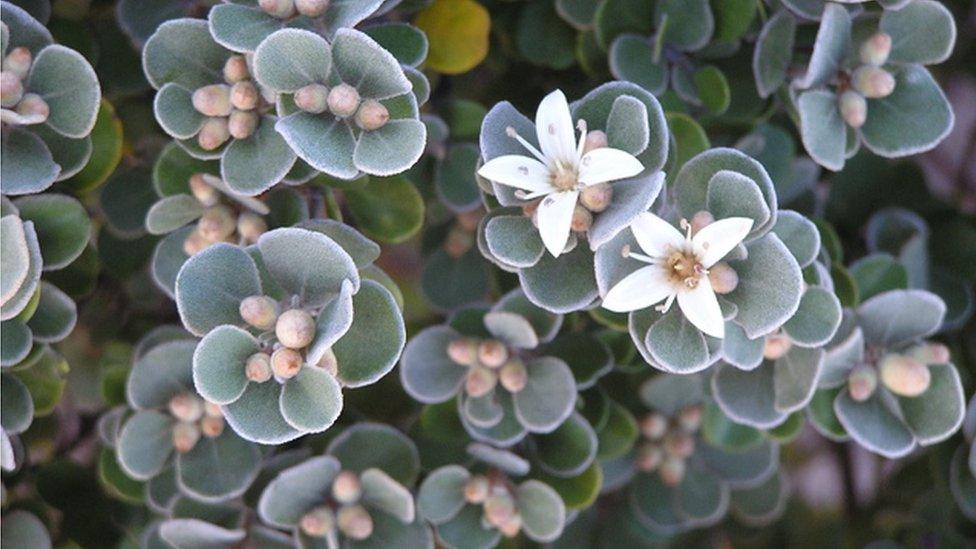 Small leaves of a species in the genus Correa