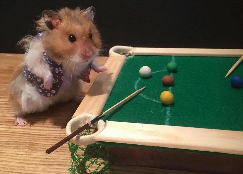 Hamster playing snooker