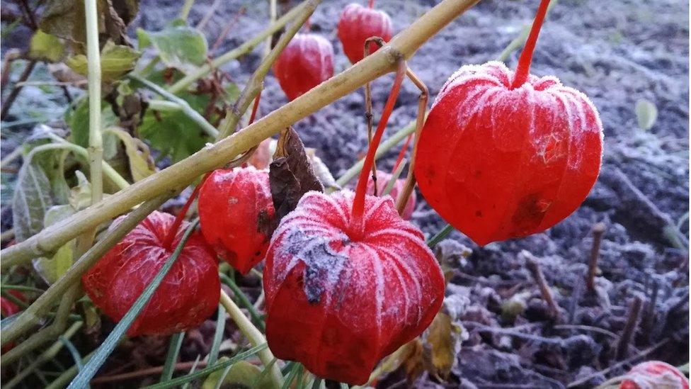 Chinese lantern plants