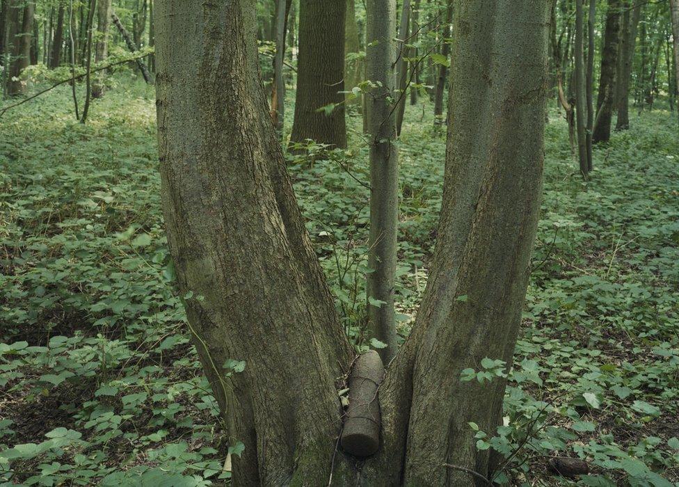 Shell in tree