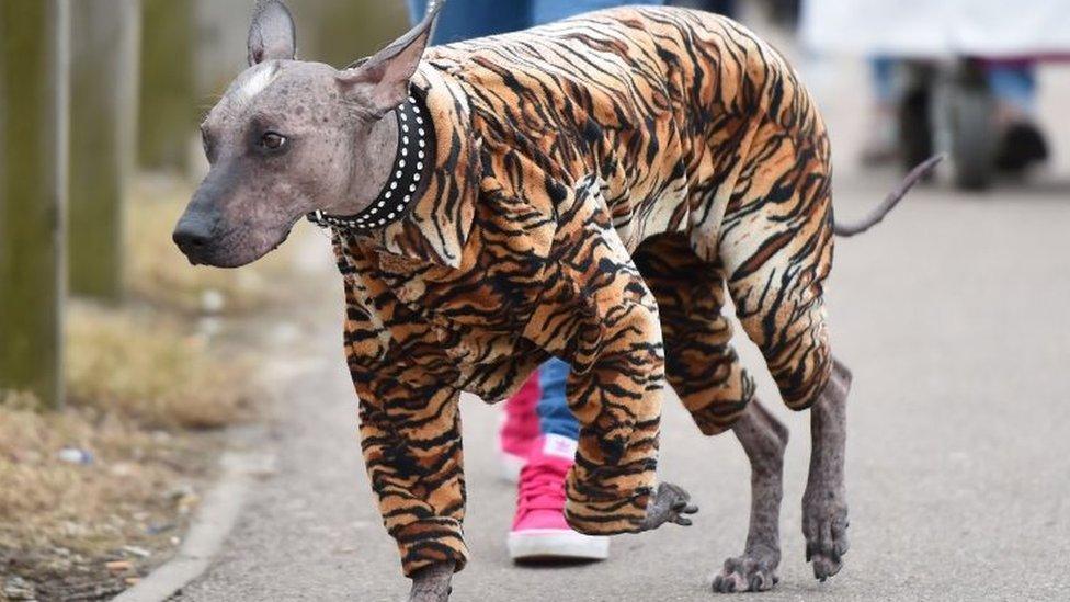 A dog in a tiger print onesie