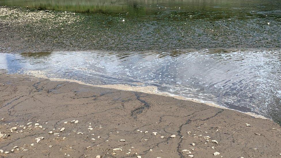 Brown froth on the banks of the western Cleddau