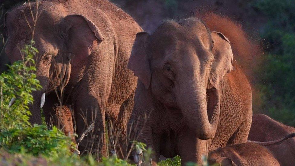 Elephants