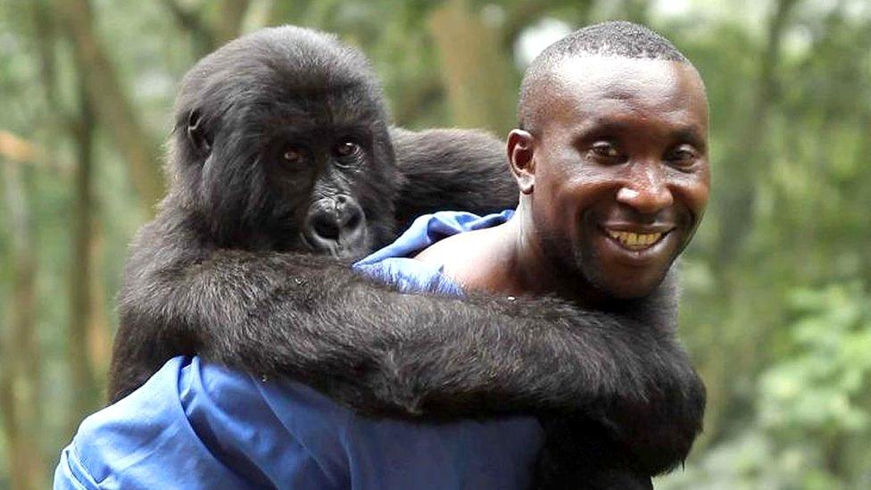 Andre Bauma with his adopted gorilla daughter