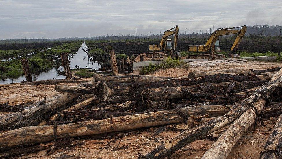 Indonesia deforestation