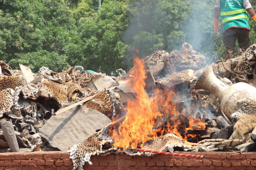 Animal body parts being burnt at Chitwan, 22 May