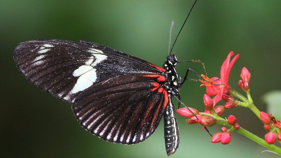 Butterfly with white and red on wings