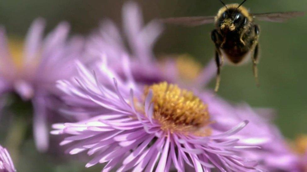 Bee hovering over a flower