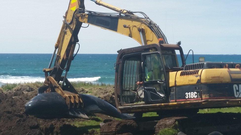 A digger carrying a dead pilot whale on Chatham Island, NZ