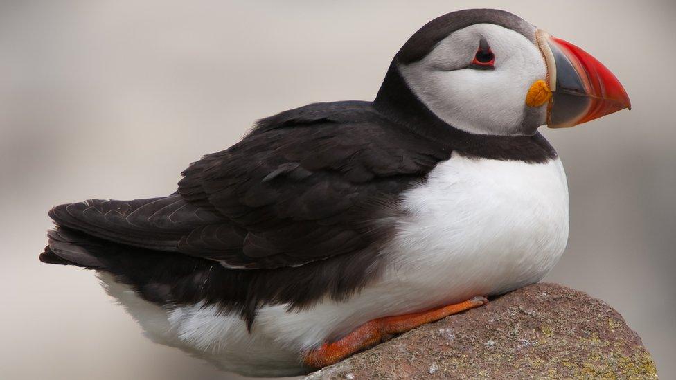 Puffin