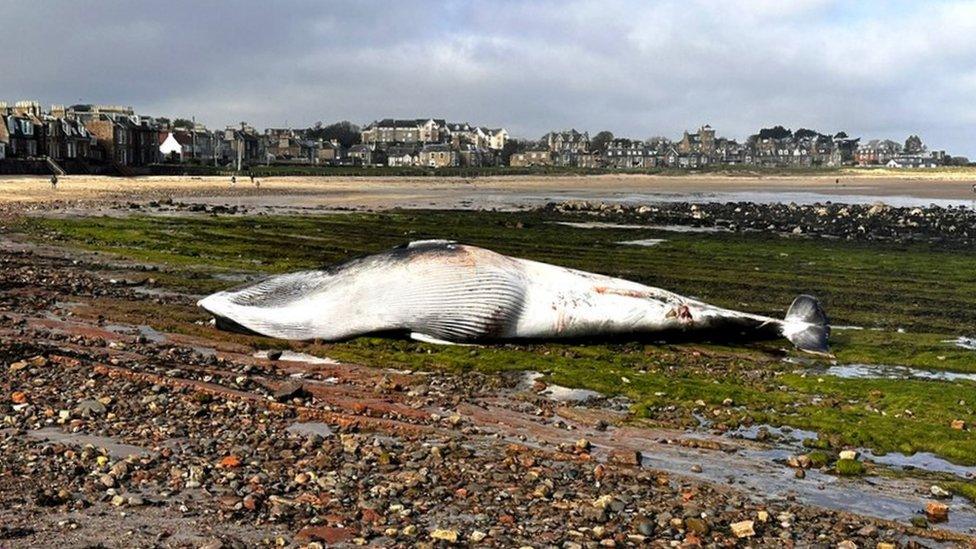 whale in North Berwick