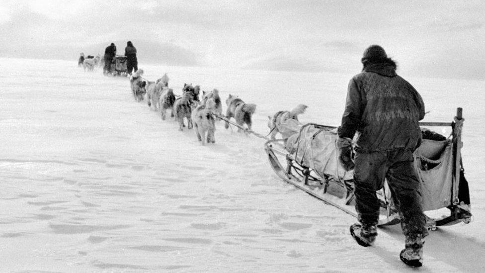 Dog sled team in the Antarctic