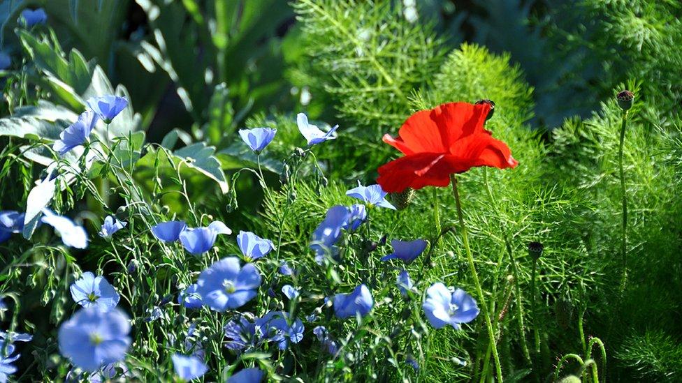 2016 Chelsea Flower Show: A Modern Apothecary