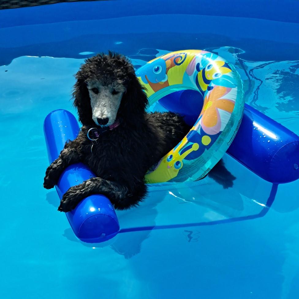 Iggy the dog takes a swim in the pool