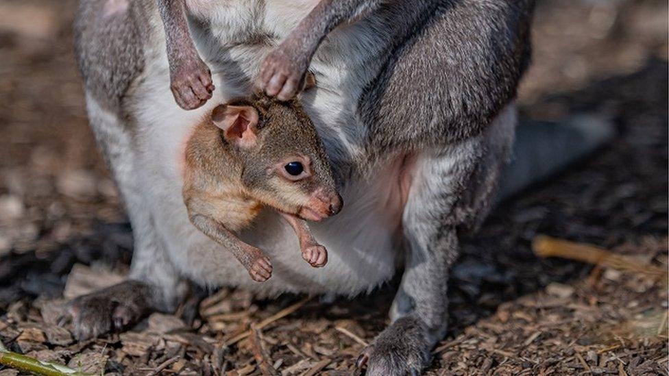 Baby kangaroo at Chester Zoo