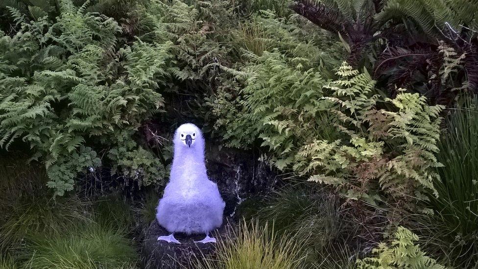 Atlantic yellow-nosed albatross on Gough Island