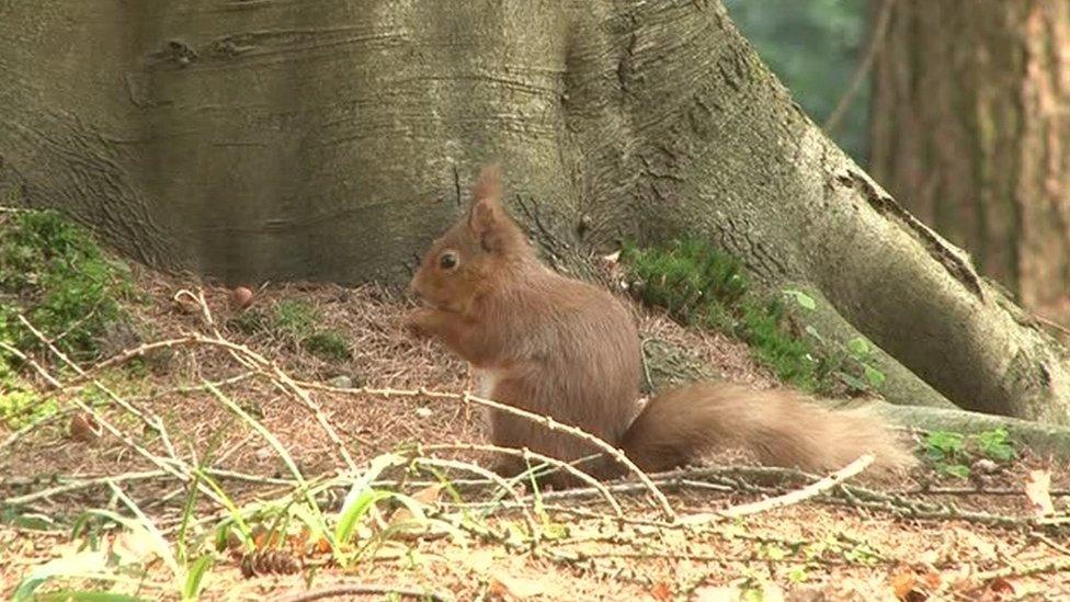 Red squirrel