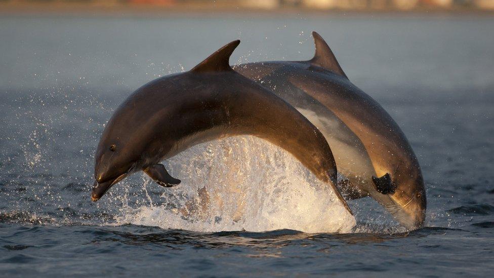 Bottlenose dolphins