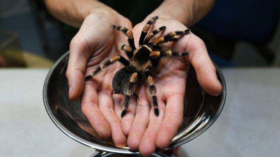 Zoo keeper Jamie Mitchell places a red-kneed tarantula spider on weighing scales at ZSL London Zoo 2020 weigh-in and measurement,