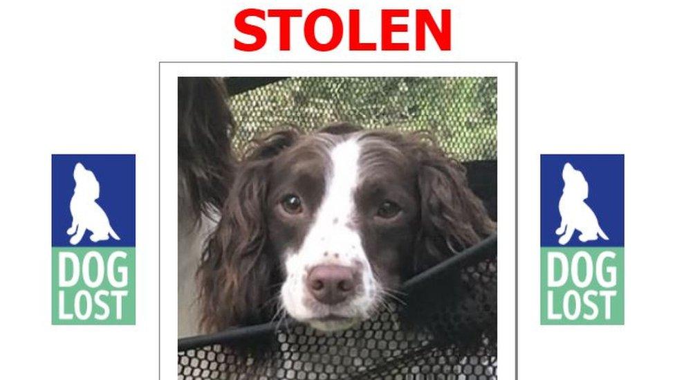 Stolen dog poster