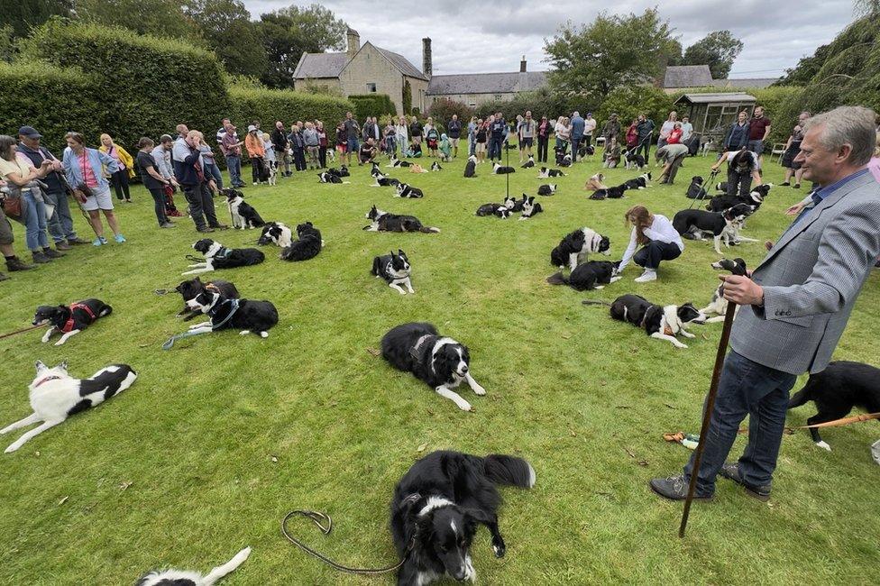 Some of the collies on the grass