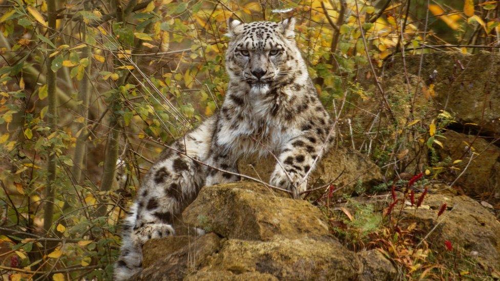 Snow leopard