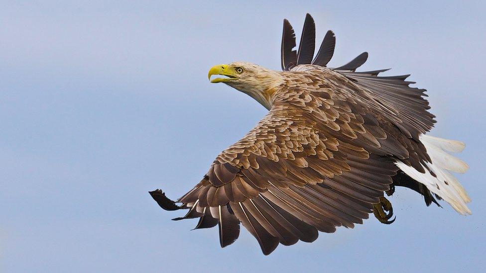 White tailed sea eagle