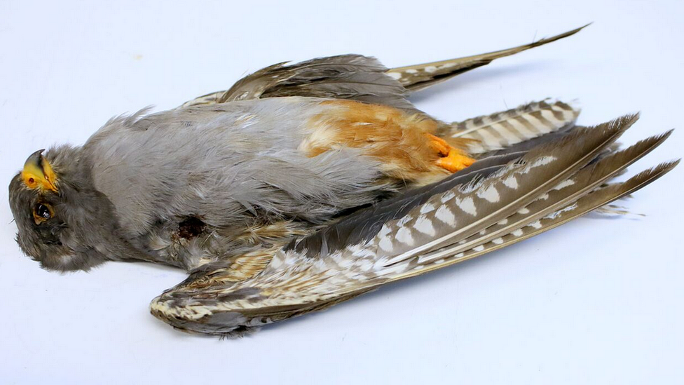 Shot red-footed falcon