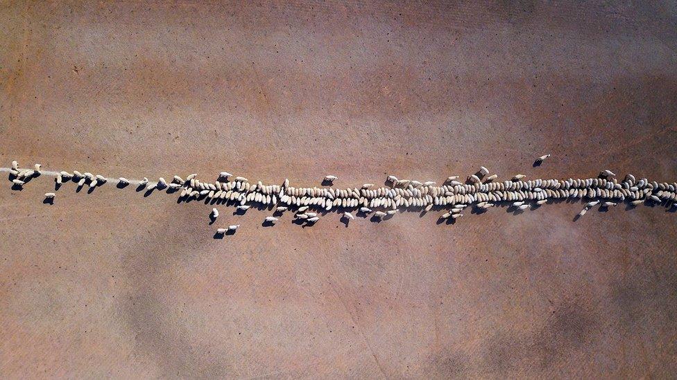 Sheep eat grain dropped in a drought-affected paddock on a property located on the outskirts of Tamworth