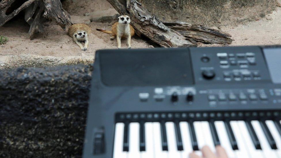 Meerkats enjoying the music.