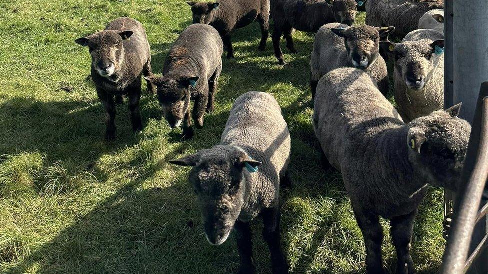 Coloured Ryland sheep