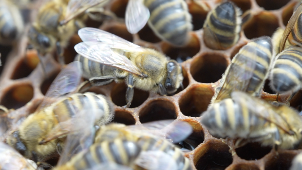 Bees on honeycomb