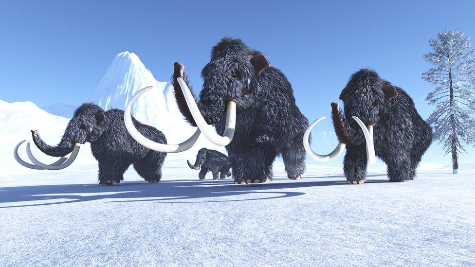 Woolly Mammoth