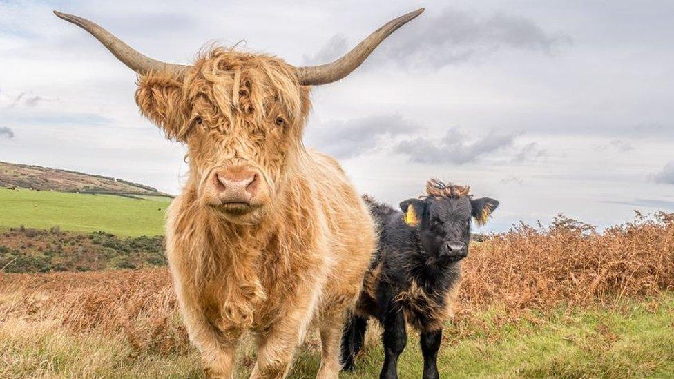 Two highland cows with a view of the cliff over Wilmersham Common