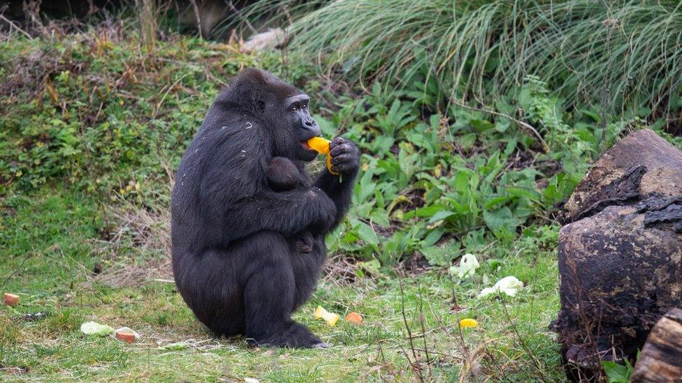 Touni the gorilla and her baby