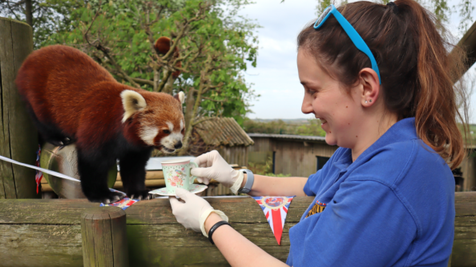 red-panda.