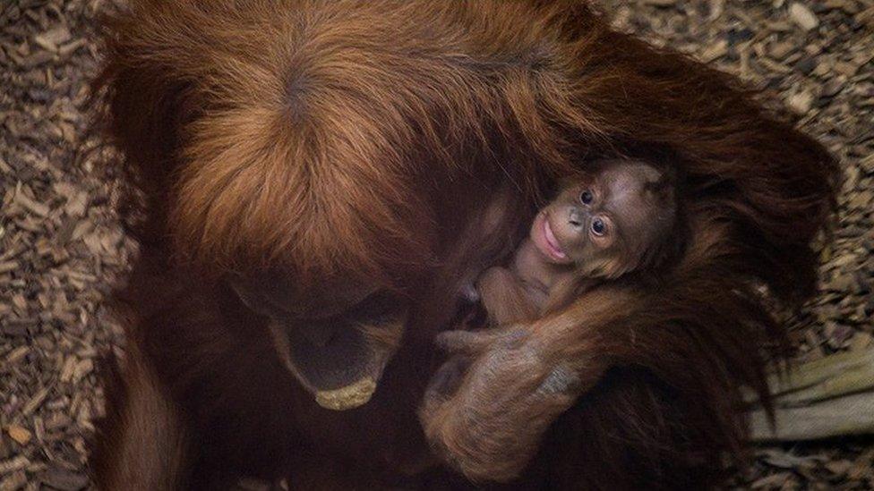 Sumatran-orangutan-chester-zoo.