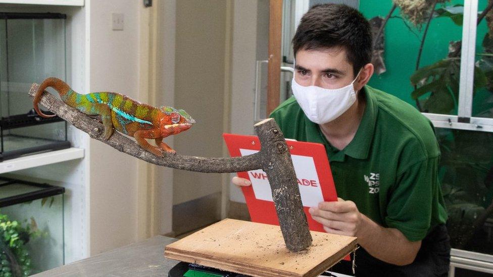 Panther chameleon with keeper Thomas Maunders