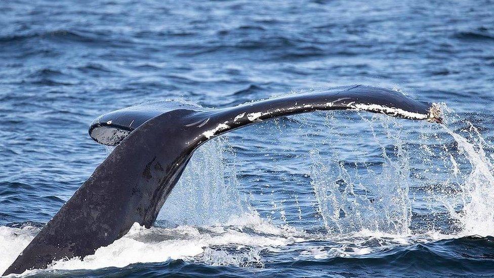 Humpback whale