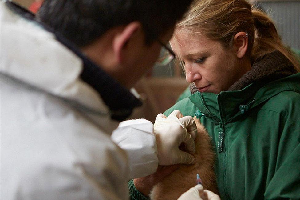 Dog having injection