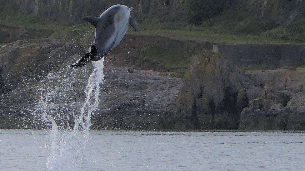 Dolphin