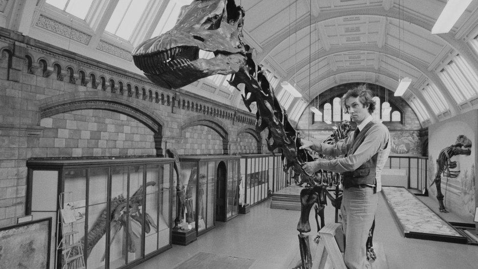 A museum employee adjusts Dippy's neck in the Natural History Museum