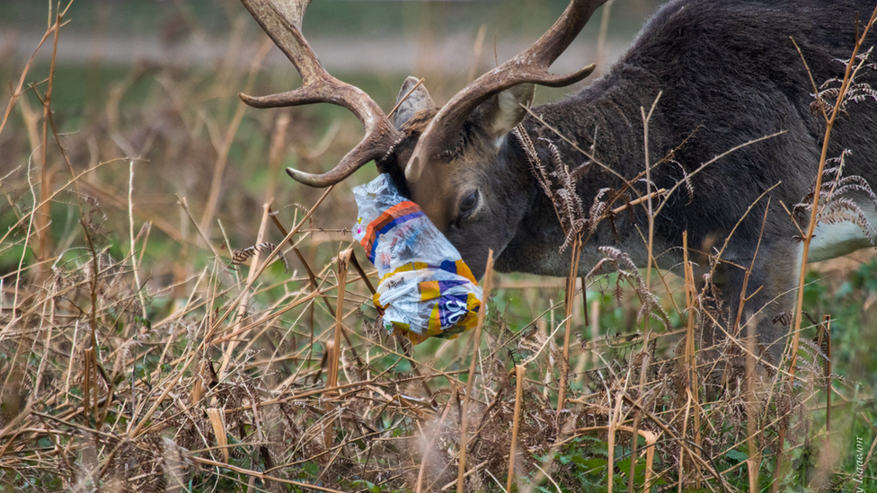 Stag with head stuck in plastic bag