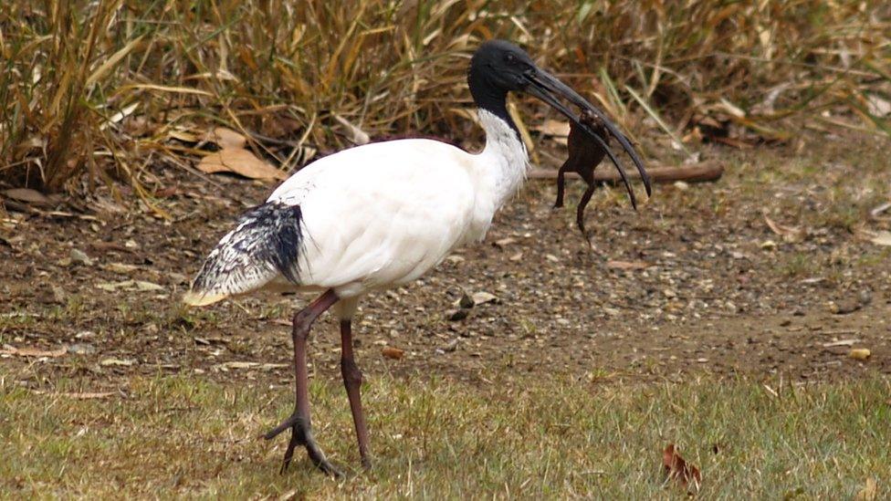 An ibis carrying a toad