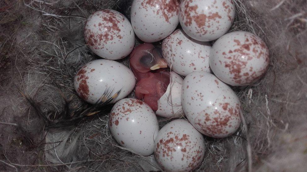 Blue tit hatching