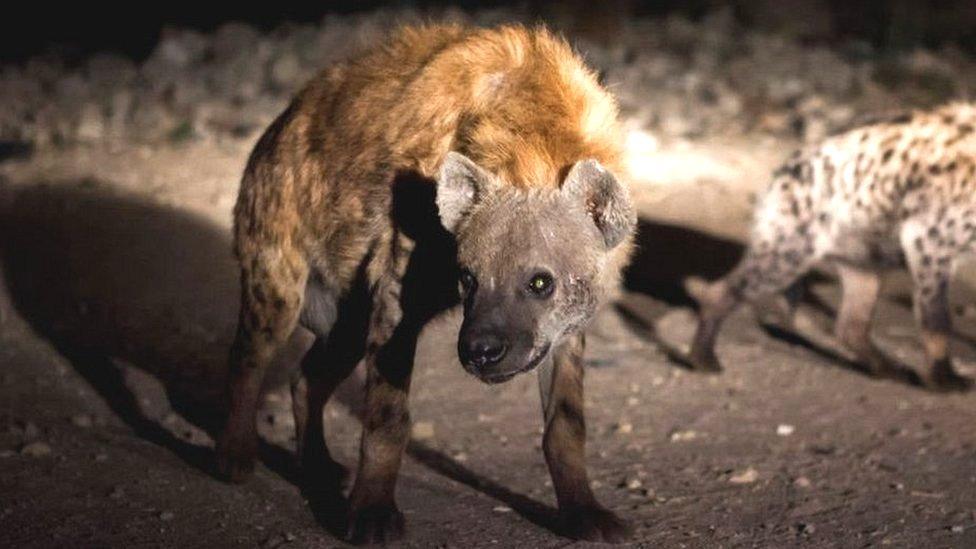 Hyenas feeding show, Harar, Ethiopia on January 10, 2014 in Harar, Ethiopia