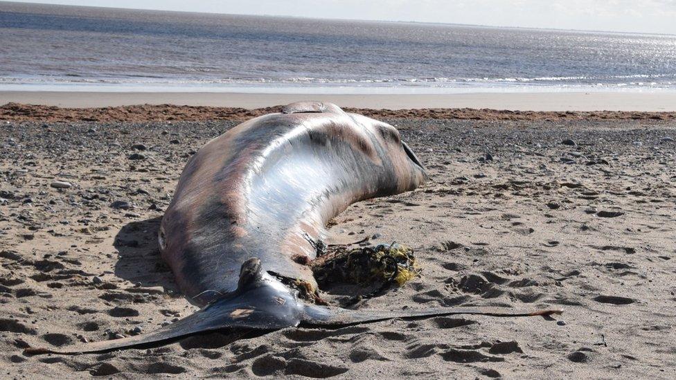 Minke whale