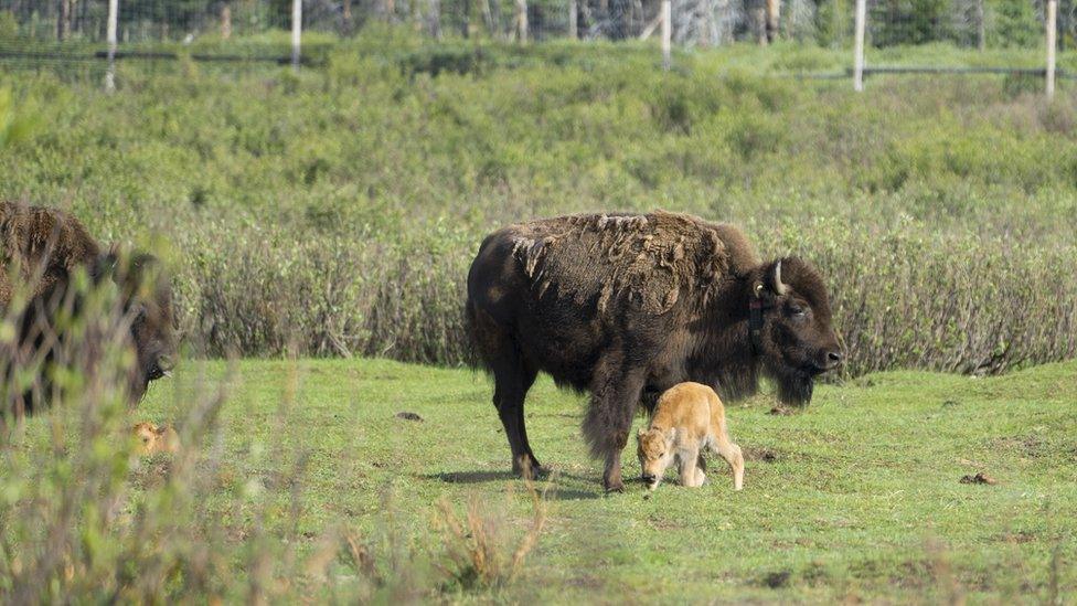 A calf takes its first steps watched by its mother