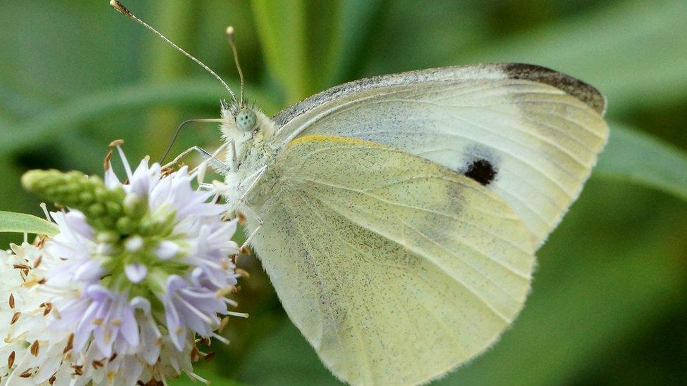 Large white